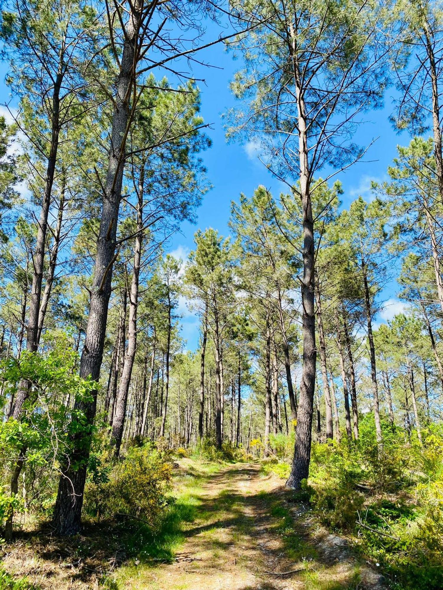 Mobile Home - Les Dunes De Contis Сен-Жульєн-ан-Борн Екстер'єр фото